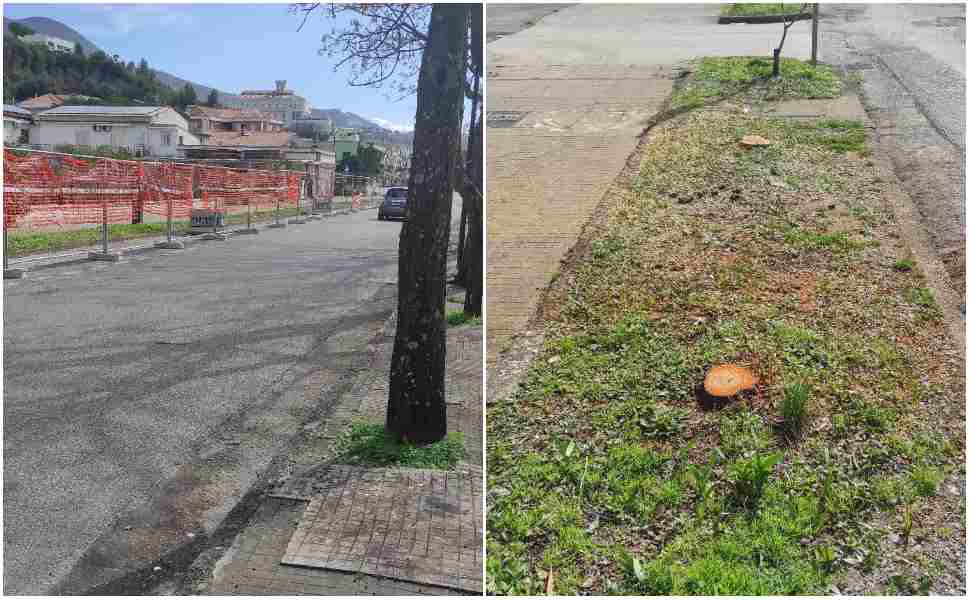 Ancora alberi abbattuti a Praia a Mare, la denuncia di Italia Nostra: «Ragioni sconosciute» 51 alberi Praia a Mare