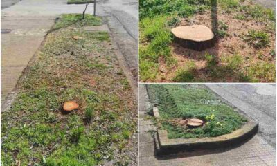 alberi abbattuti Praia a Mare