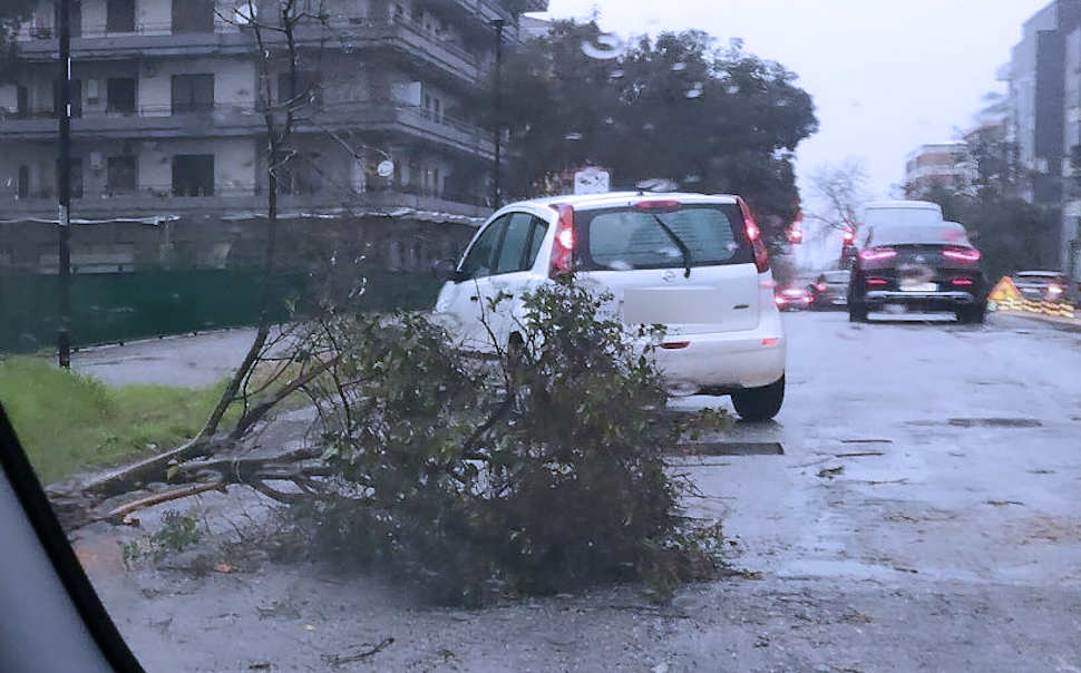 Albero Caduto Rende
