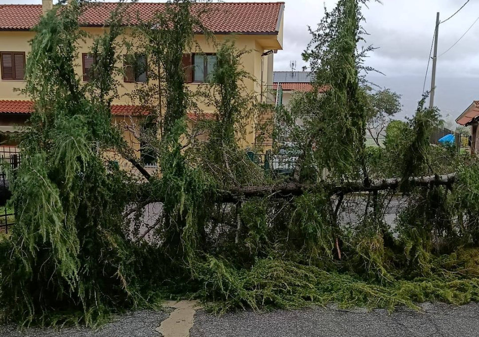 Albero caduto Cerisano