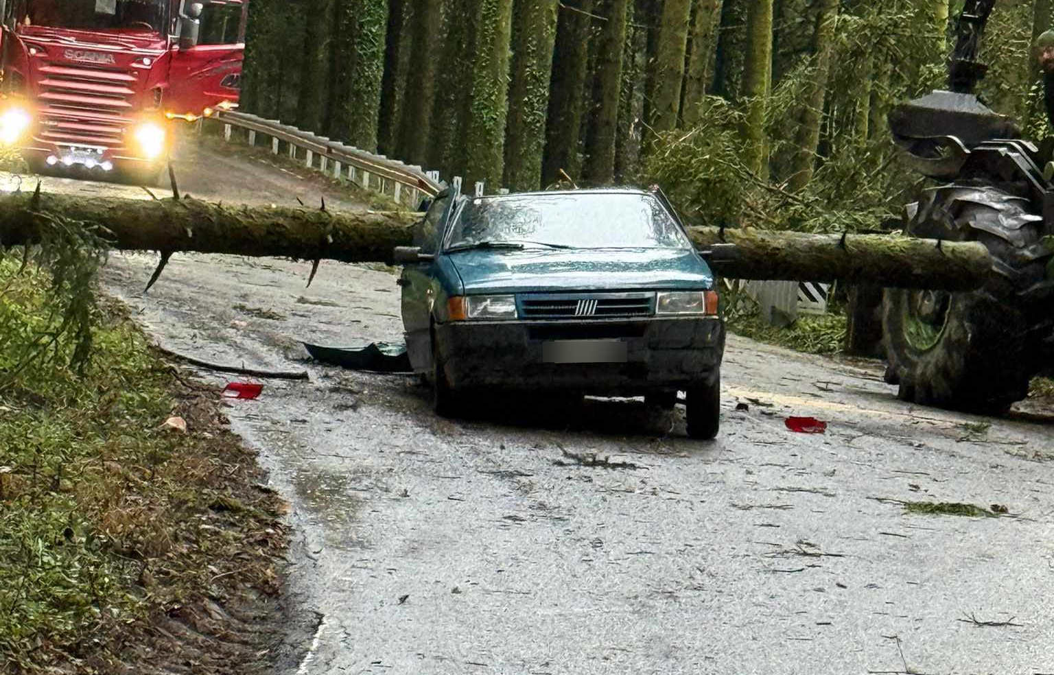 Il maltempo sferza la Calabria: raffiche di vento a 110 km/h, alberi caduti e frane. Onde di 5 metri minacciano il Tirreno 52 Albero su auto