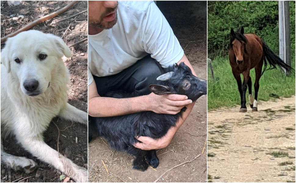 Animali Salvati ad Aprigliano