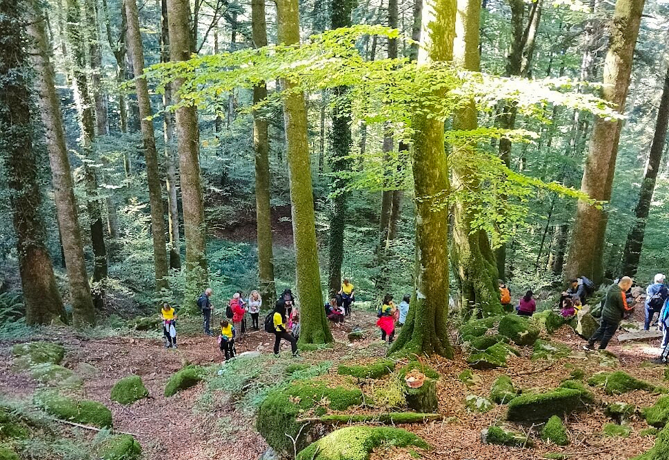 San Valentino 2026 in Calabria: 10 luoghi unici per una fuga d'amore tra alberghi romantici e cucina d’eccellenza 53 Bosco Archiforo