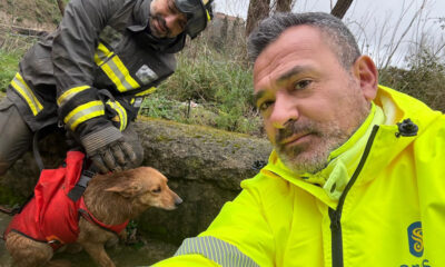 Cane giorgio