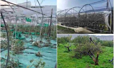 maltempo agricoltura aceto