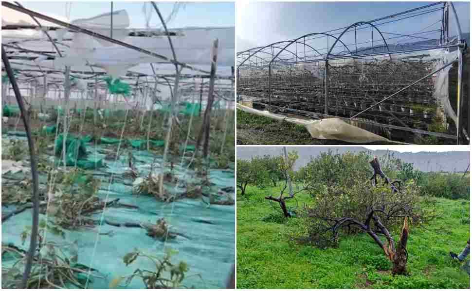 maltempo agricoltura aceto