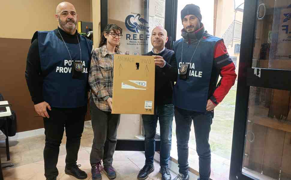 Femmina di sparviero ferita e impossibilitata a volare, salvata da Polizia Provinciale e volontari 52 sparviero ferita