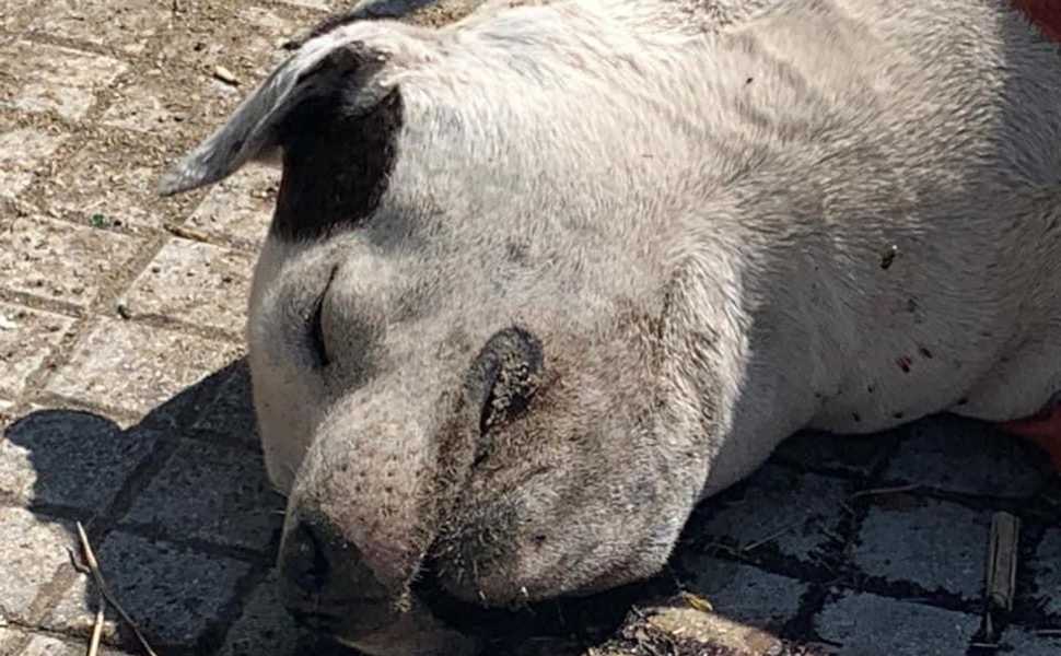 Cosenza: giustizia per Lean, condannato a 1 anno e 6 mesi chi la abbandonò e la lasciò morire 52 Lean pitbull cosenza