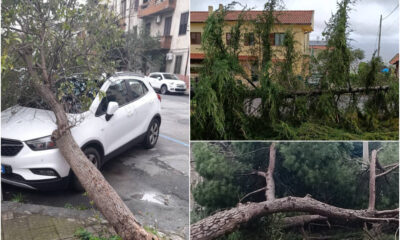 Raffiche vento alberi caduti maltempo Cosenza