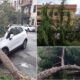 Raffiche vento alberi caduti maltempo Cosenza