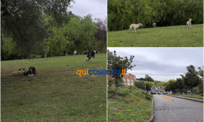 rende randagismo campus