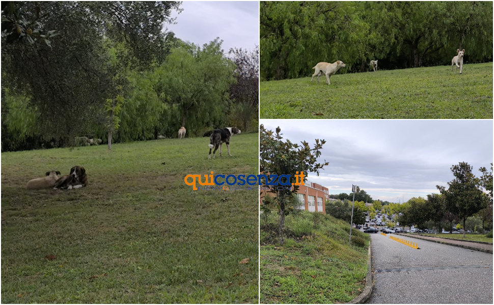 rende randagismo campus