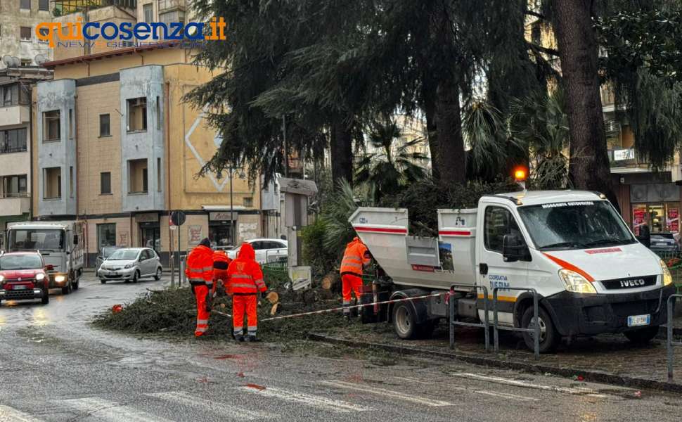 Maltempo: notte di paura a Cosenza, crolla un albero in piazza Europa. Disagi e danni 52 albero piazza europa 02