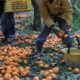 caporalato-sibari-immigrazione-lavoro-nero