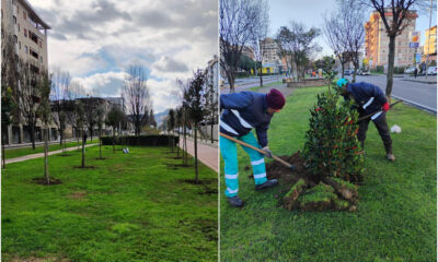 cosenza_green_alberi