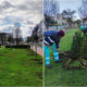 cosenza_green_alberi