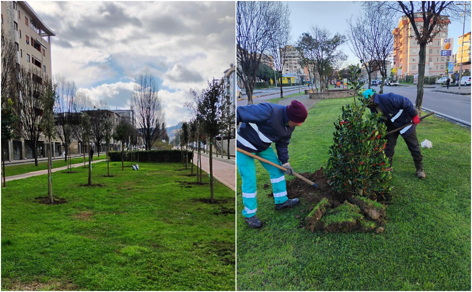cosenza_green_alberi