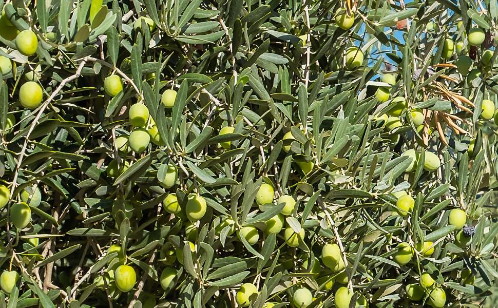 Olivicoltura in crisi: 10 anni di calo. La Calabria tra rese record e potenziale inespresso 52 olivicoltura calabria italia 03