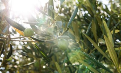 olivicoltura calabria italia