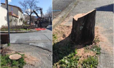 praia a mare_alberi abbattuti