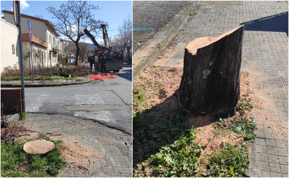 Altri alberi abbattuti a Praia a Mare, Italia Nostra: "Fermatevi, è violazione di legge" 125 praia a mare_alberi abbattuti