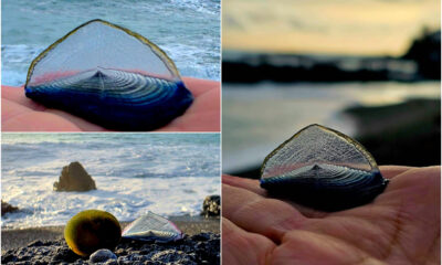 velella-velella-praia-meduse