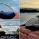 velella-velella-praia-meduse