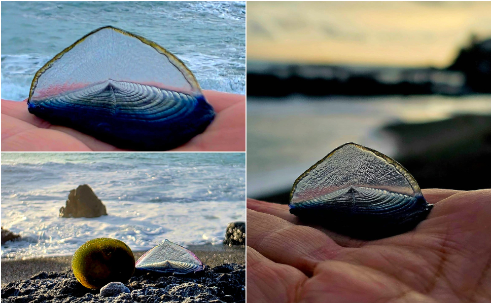 velella-velella-praia-meduse