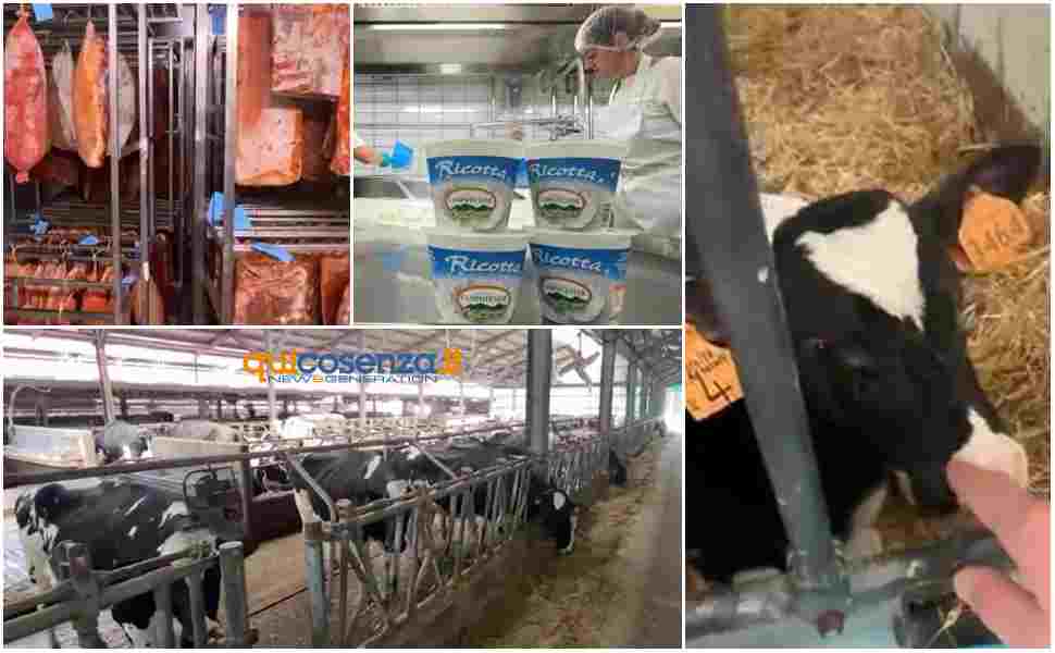 Cooperativa agricola Campotenese