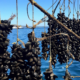 Cozze Epatite A