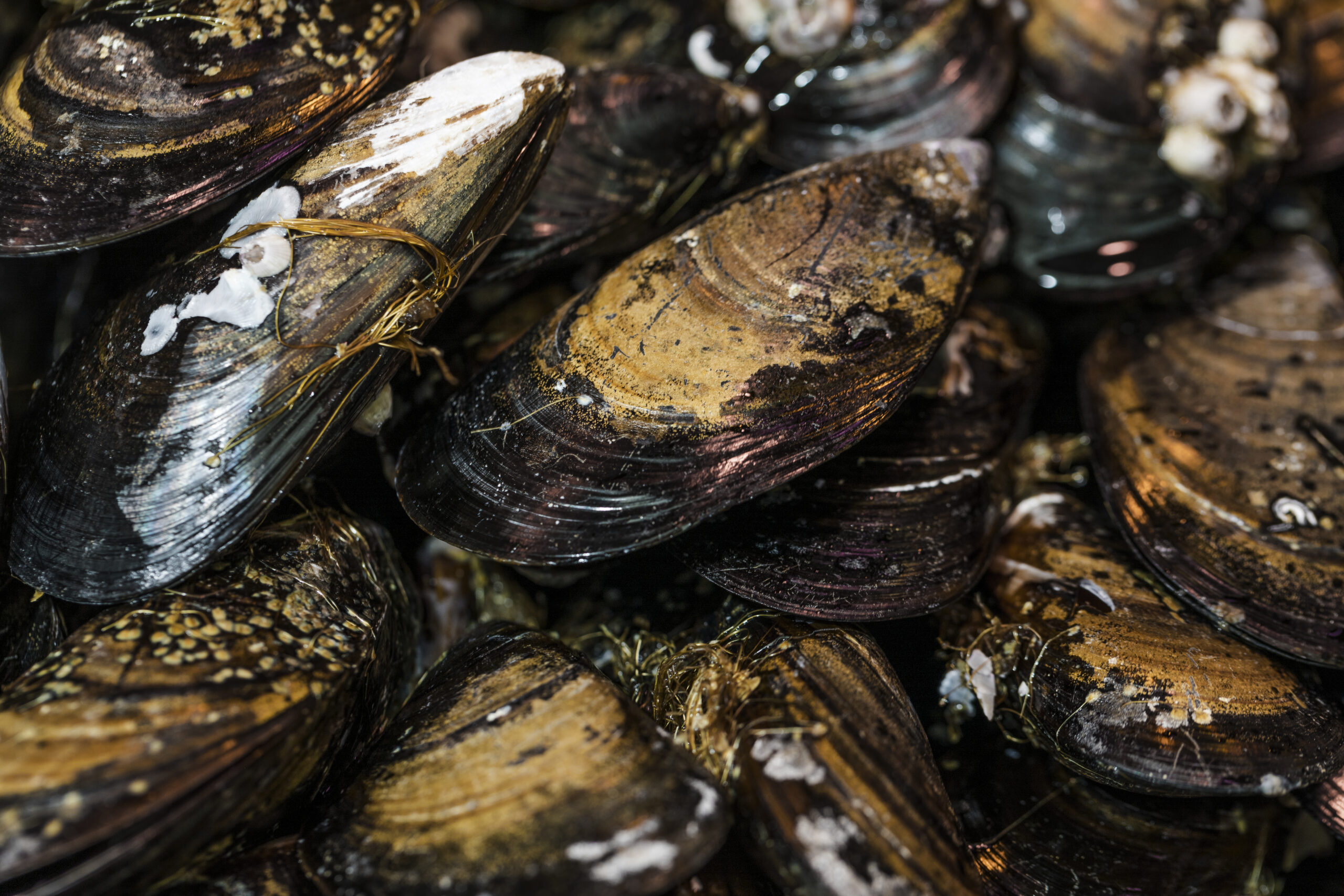 Cozze mare