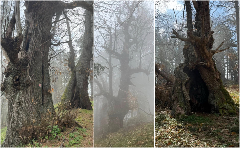 I Giganti di “Cozzo del Pesco”: i 102 maestosi castagni della Sila Greca tornano a splendere 53 Giganti Cozzo del pesco castagni secolari Sila greca