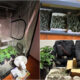 Marijuana e semi cannabis