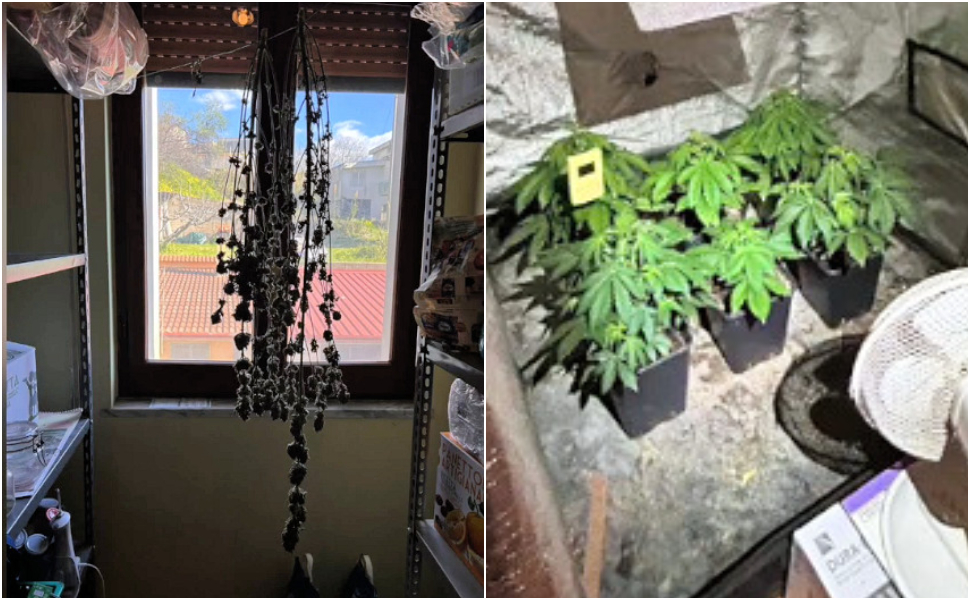 Marijuana e semi cannabis