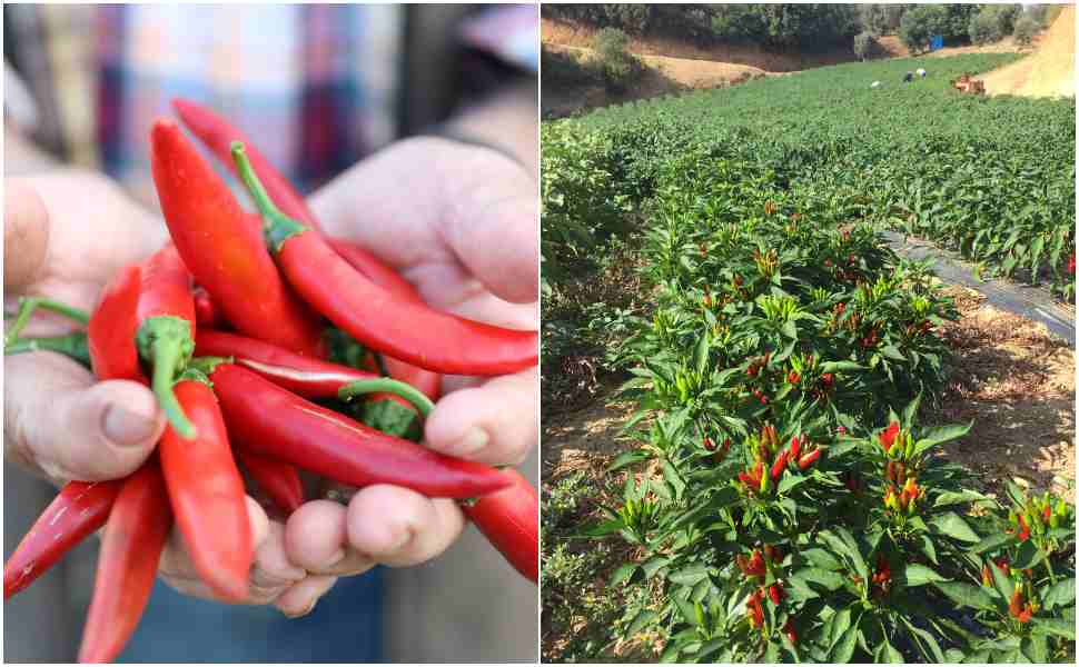 Filiera Madeo, il sapore autentico di una Calabria che guarda al futuro: "Rinnoviamo la tradizione" 53 Peperoncino