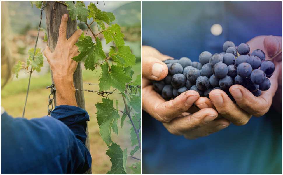 ProWein 2026, il mondo del vino si incontra a Düsseldorf: la Calabria protagonista (anche) in Germania 52 ProWein Dusseldorf 2026
