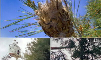 Processionaria Bonifica