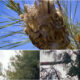Processionaria Bonifica