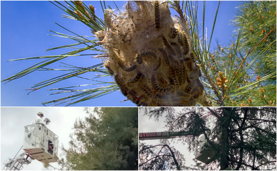 Processionaria Bonifica