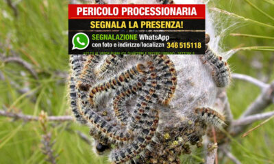 Processionaria Cosenza