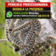 Processionaria Cosenza