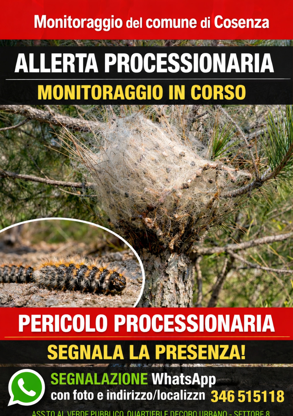 Processionaria a Cosenza: al via il monitoraggio del Comune, attivo il numero WhatsApp per le segnalazioni 53 Segnalazione processionaria a Cosenza