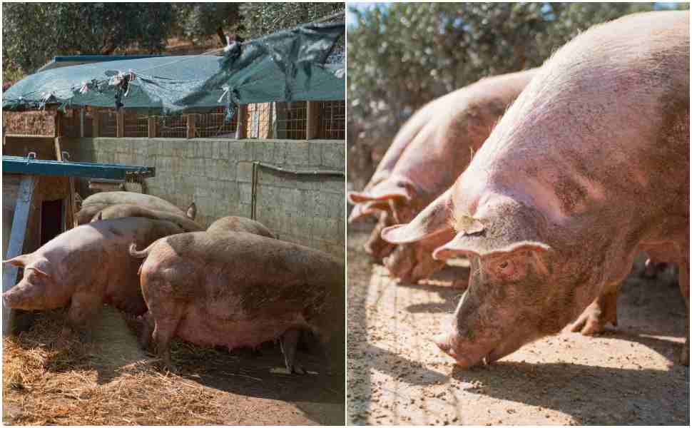 Filiera Madeo, il sapore autentico di una Calabria che guarda al futuro: "Rinnoviamo la tradizione" 52 Suini Filiera Madeo