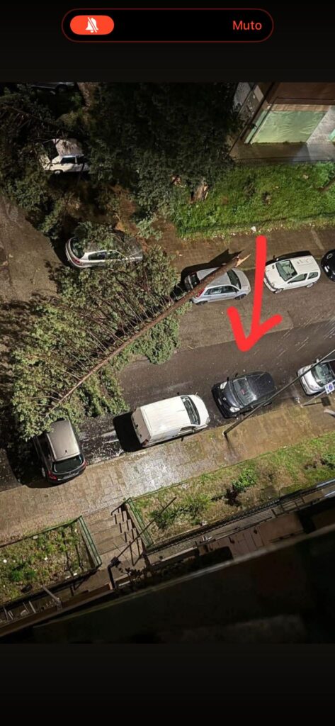 Bomba d’acqua si abbatte su Cosenza: primi danni alla Fiera di San Giuseppe, cade un albero a Vaglio Lise 53 Bomba d'acqua