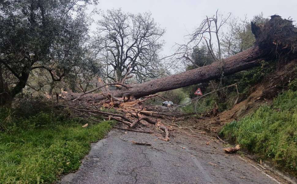 alberi caduti - Lattarico Regina