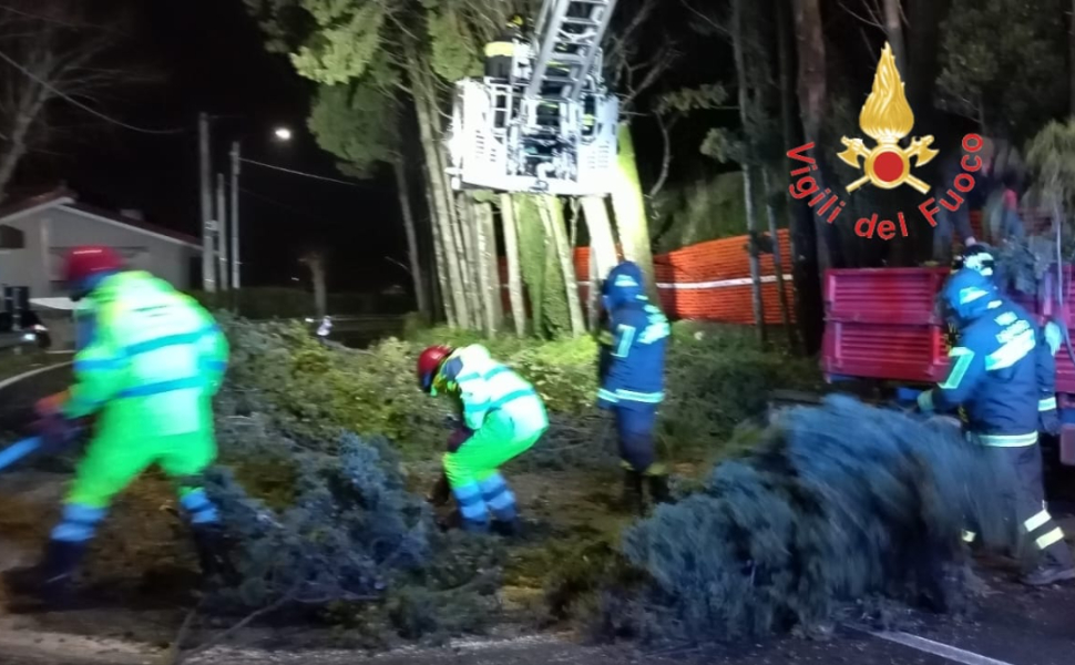 alberi rischio caduta strada Tiriolo 02