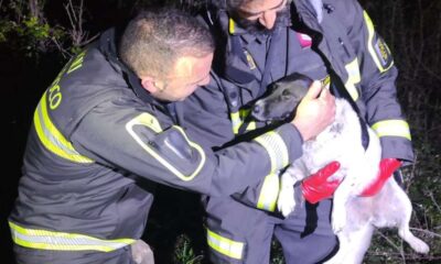 cagnolina vigili del fuoco