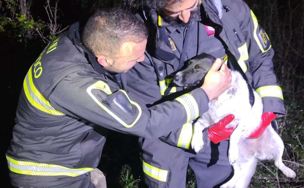 cagnolina vigili del fuoco