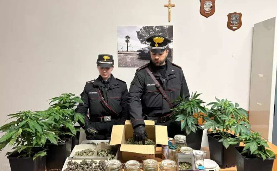 2.000 semi di cannabis e un chilo di marijuana