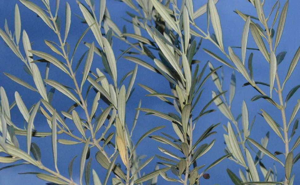 settimana santa domenica delle palme